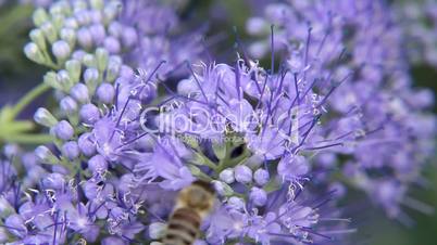 Bee on the purple flower