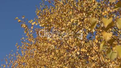Autumn wind in the southern Urals