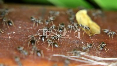 Close-up of black ants in the garden
