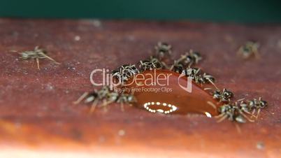 Close-up of ants eating, drinking a drop of honey