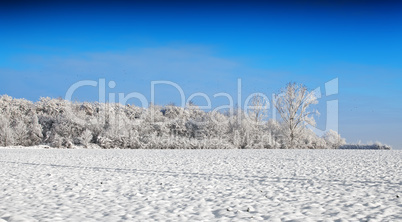 winter landscape