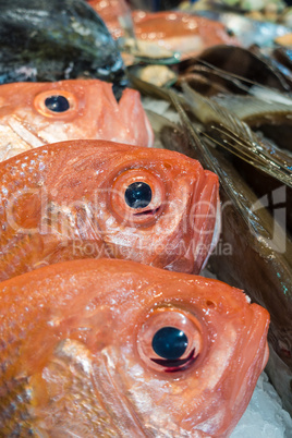 Frische Fische auf einem Fischmarkt