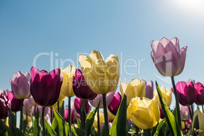 Tulpen im Frühling