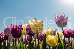 Tulpen im Frühling