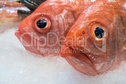 Frische Fische auf einem Fischmarkt