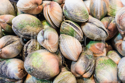 Frische Muscheln auf einem Fischmarkt