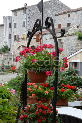 Blumen in Bale, Istrien, Kroatien