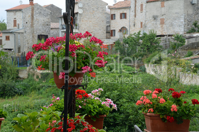 Blumen in Bale, Istrien, Kroatien