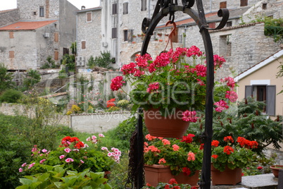 Blumen in Bale, Istrien, Kroatien