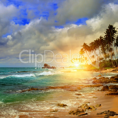 ocean, sunrise and tropical palm trees on the shore