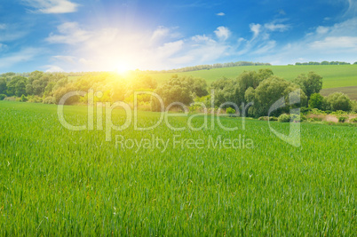 field, sunrise and blue sky