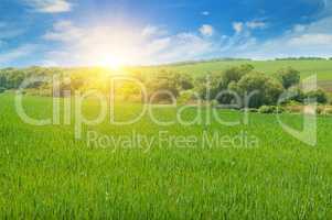 field, sunrise and blue sky