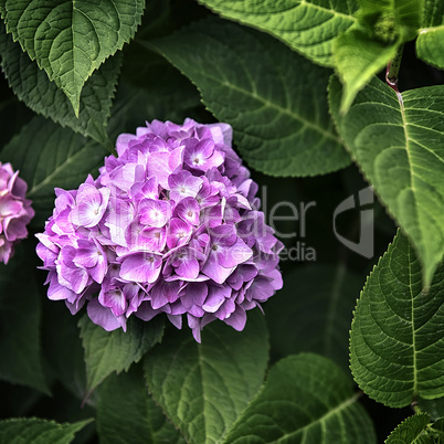 big bud pink flowers surrounded by leaves