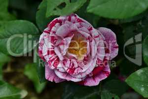 Gesprengelte Rose