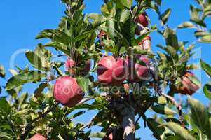 Apfel am Baum - apple on tree