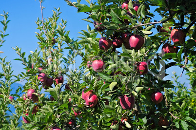 Apfel am Baum - apple on tree