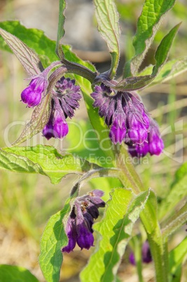 Beinwell - Comfrey 13