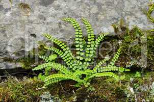 Brauner Streifenfarn - maidenhair spleenwort 01