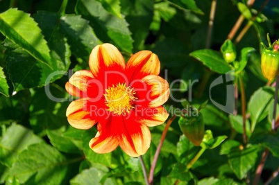 Dahlie Schloss Reinbek - Dahlia Schloss Reinbek 01