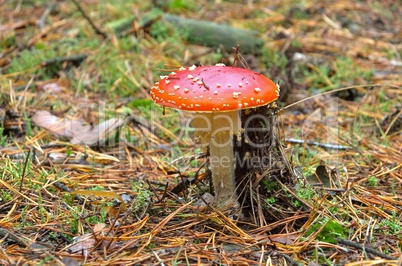 Fliegenpilz - fly agaric 14