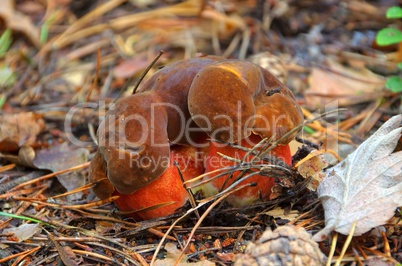 Hexenroehrling - dotted stem bolete 01