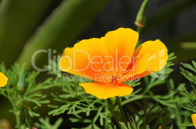 Kalifornischer Mohn - California poppy 32