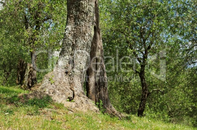 Olivenbaum Stamm - olive tree trunk 25