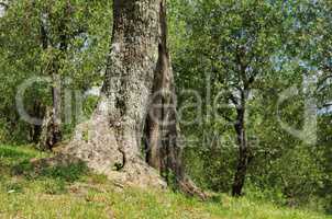Olivenbaum Stamm - olive tree trunk 25