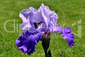 Holzbiene und Iris