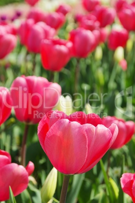 Tulpe rot - tulip red 24