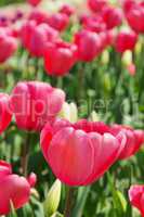 Tulpe rot - tulip red 24