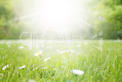 Meadow With Daisy Flowers, Copy Space, Sun And Sunshine