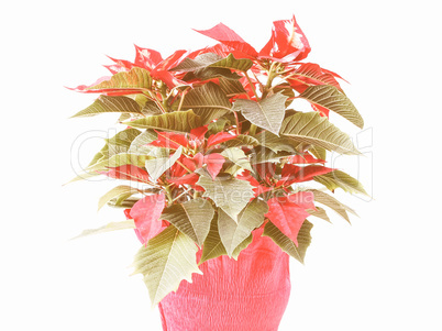 Retro looking Poinsettia