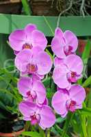 Closeup of beautiful orchids over green leafs