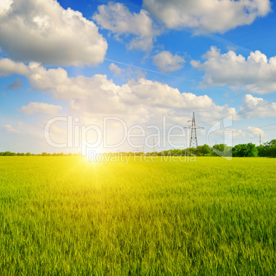 wheat field and sunrise in the blue sky