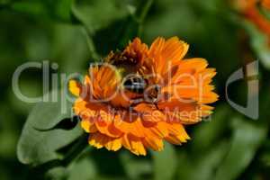 Ringelblume und Biene