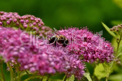 Biene auf Spiraea japonica