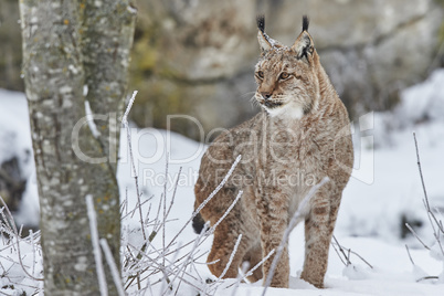 Eurasischer Luchs im Schnee