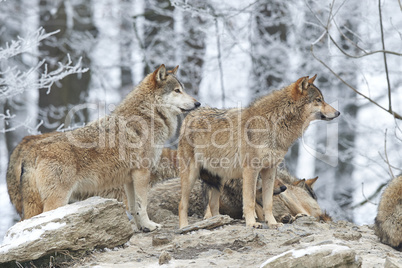 Wolfsrudel im Winter