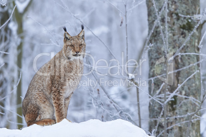 Eurasischer Luchs im Schnee