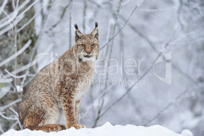 Eurasischer Luchs im Schnee