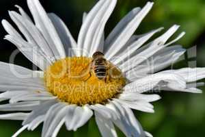 Biene auf einer Margerite