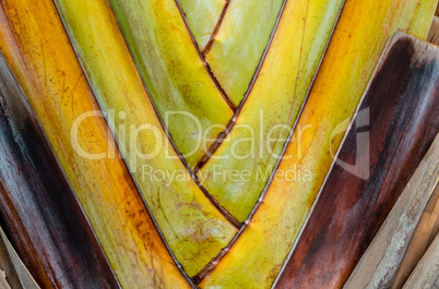 Texture of banana palm trunk.