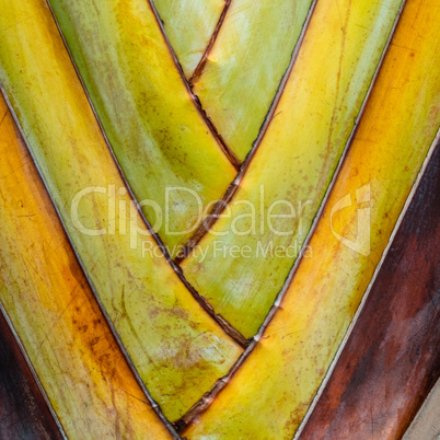 Texture of banana palm trunk.