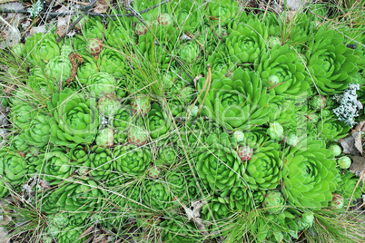 green flowers of Sempervivum