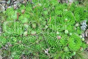 green flowers of Sempervivum