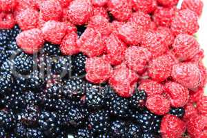 berries of blackberry and raspberry