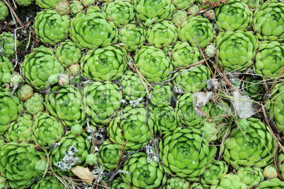 green flowers of Sempervivum