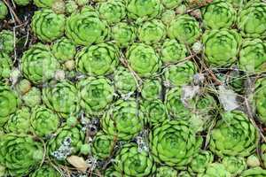 green flowers of Sempervivum