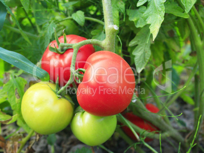 red and green tomatoes in the bush